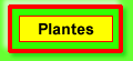 Plantes del pati