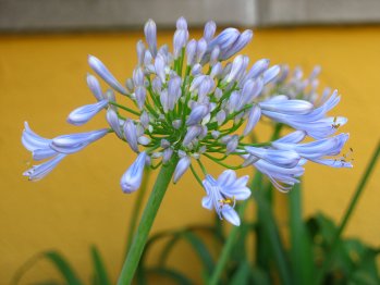Flors d'agapant