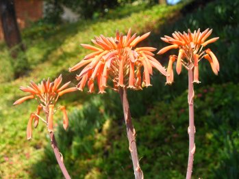 Flors d'loe