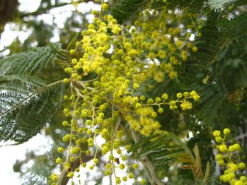 Flors de mimosa