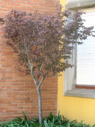 Prunera de fulla vermella