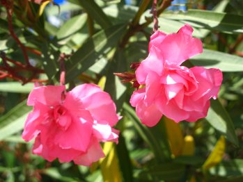 Flors de baladre
