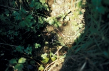 font de can Serra