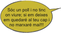 
Sóc un poll i no tinc on viure; si em deixes em quedaré al teu cap i no marxaré mai!!!