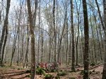 olot CS 050.jpg