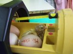 pollets 01.JPG