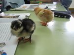 pollets 23.JPG