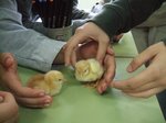 pollets 24.JPG