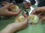 pollets 27.JPG