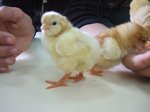 pollets 33.JPG