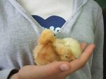 pollets 37.JPG