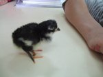 pollets 38.JPG