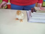pollets 39.JPG