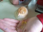 pollets 42.JPG