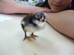 pollets 43.JPG