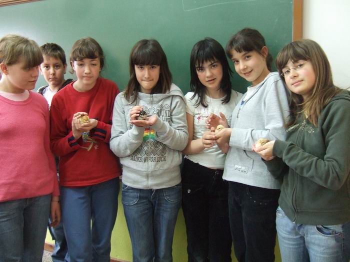 pollets 28.JPG