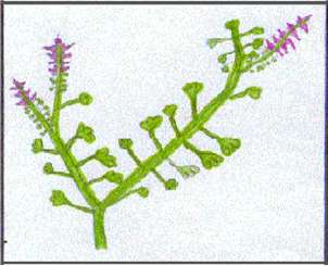 fumària