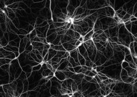 neurones