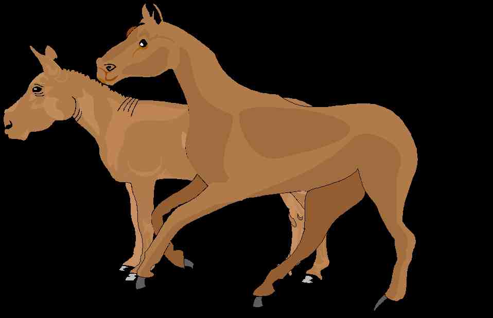 Cavall i ase, animals domesticats per l'home del Neoltic
