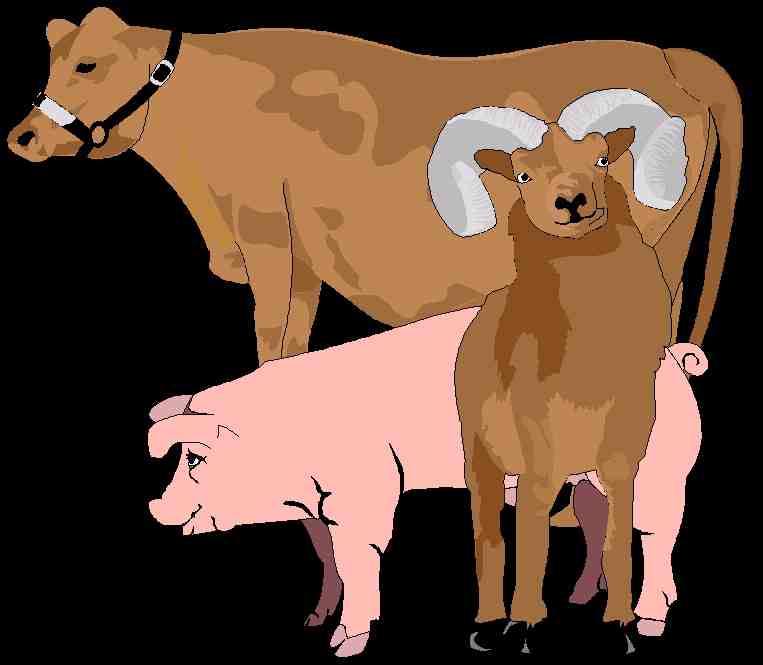 El porc, la vaca i l'ovella, animals domesticats