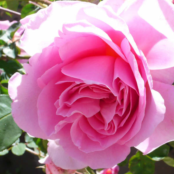 C:\\Users\\marga\\Desktop\\webquest\\rosa4.jpg