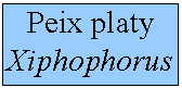 Quadre de text: Peix platy
Xiphophorus
