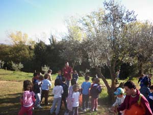 Aprenem com s'elabora l'oli