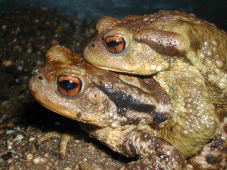 Aparellament (Amplexus) de gripau com (Bufo bufo)