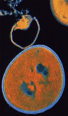 Antibiòtic.jpg (25Kb)