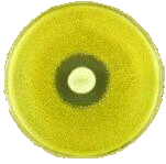 penithaum.gif (13Kb)