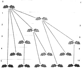 Esquema del problema dels conills