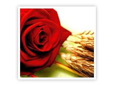 Sant Jordi
