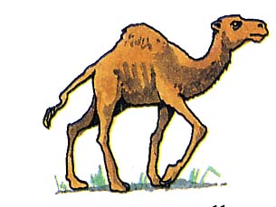 camel.jpg