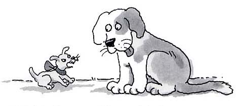 dogs.jpg