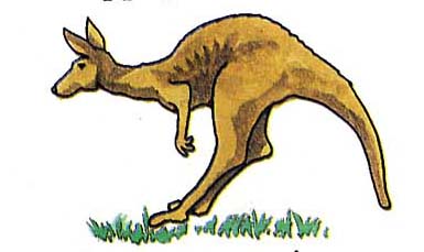 kangaroo.jpg