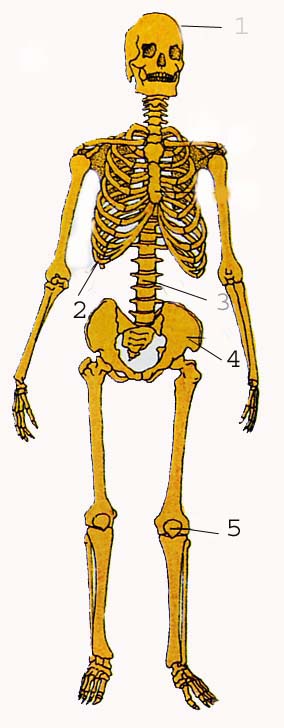 ossos.jpg