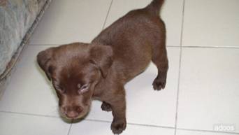 Labradores Marron chocolate