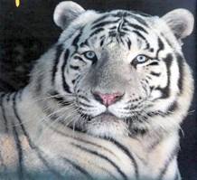TigreBlanco.jpg Tigre blanco image by francisquito_photo