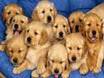 gossos petitons