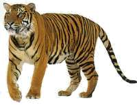 Aix&ograve; &eacute;s un tigre.