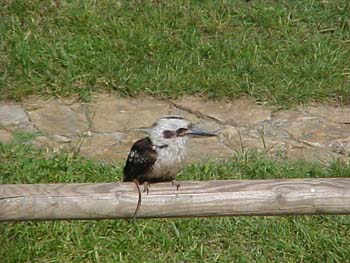 aus marineland 20