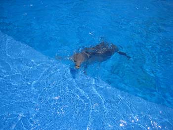 dofins marineland 55