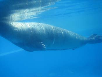 dofins marineland 78