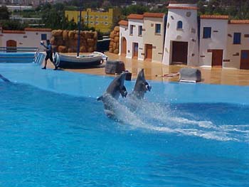 dofins marineland 81