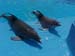 dofins marineland 87