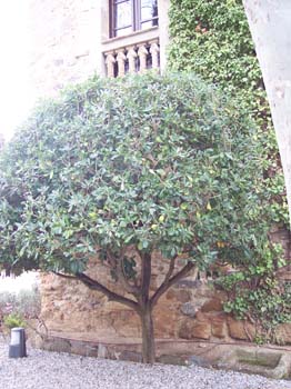 castell pubol49