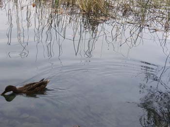 banyoles ci 001