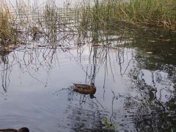 banyoles ci 002