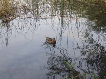banyoles ci 004