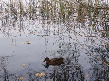 banyoles ci 006